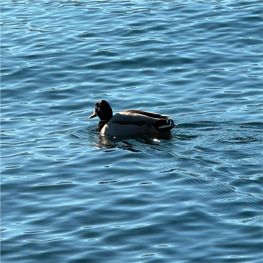 Duck